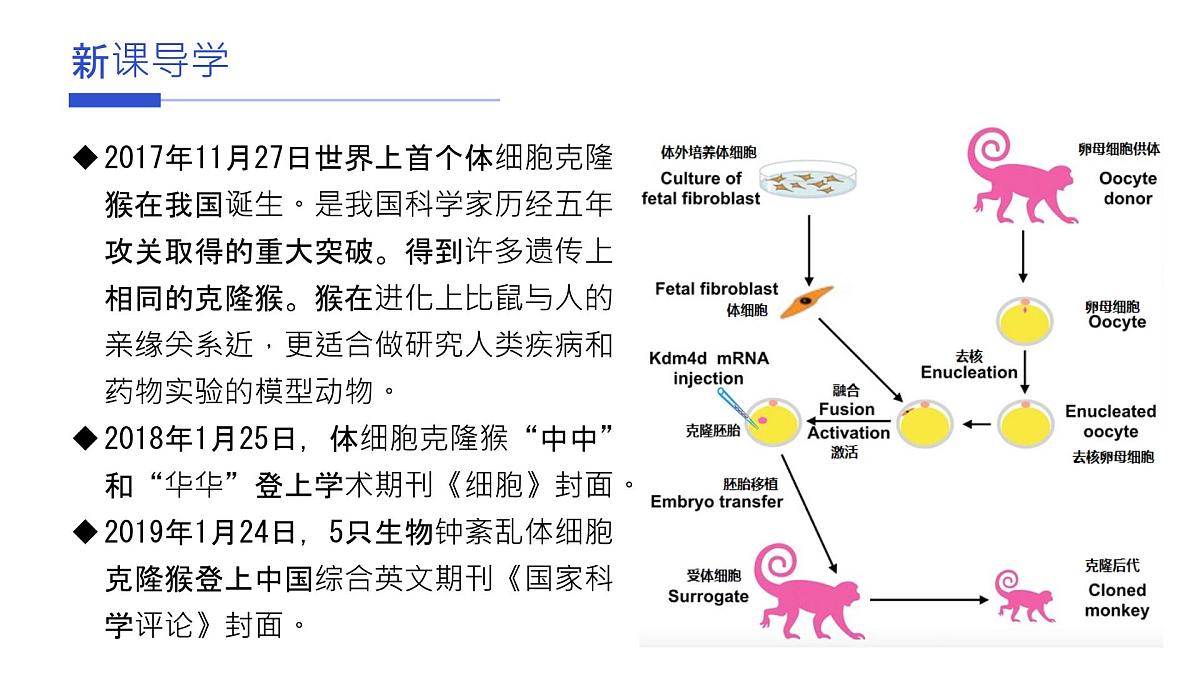 人教版2025高中生物必修一1.1细胞是生命活动的基本单元 课件第4页