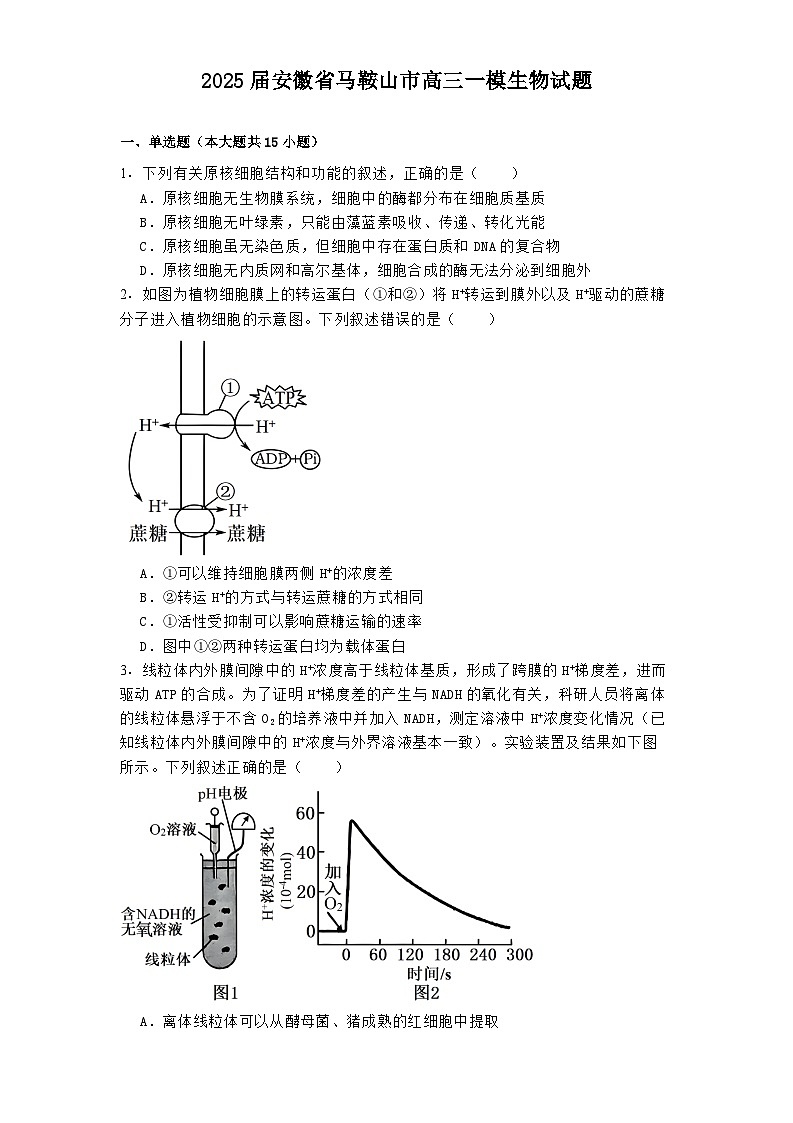 2025届安徽省马鞍山市高三一模生物试题第1页