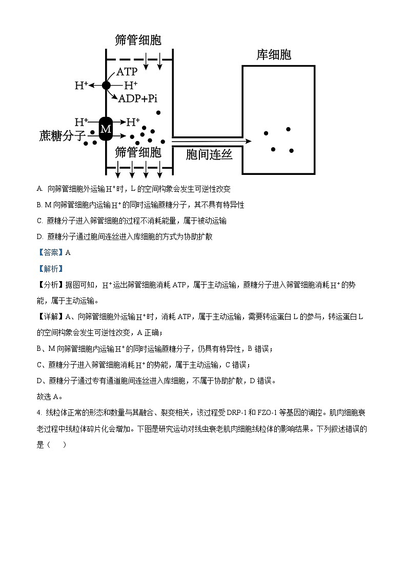 2025年山东省聊城市高三下学期一模生物试题（解析版）第3页