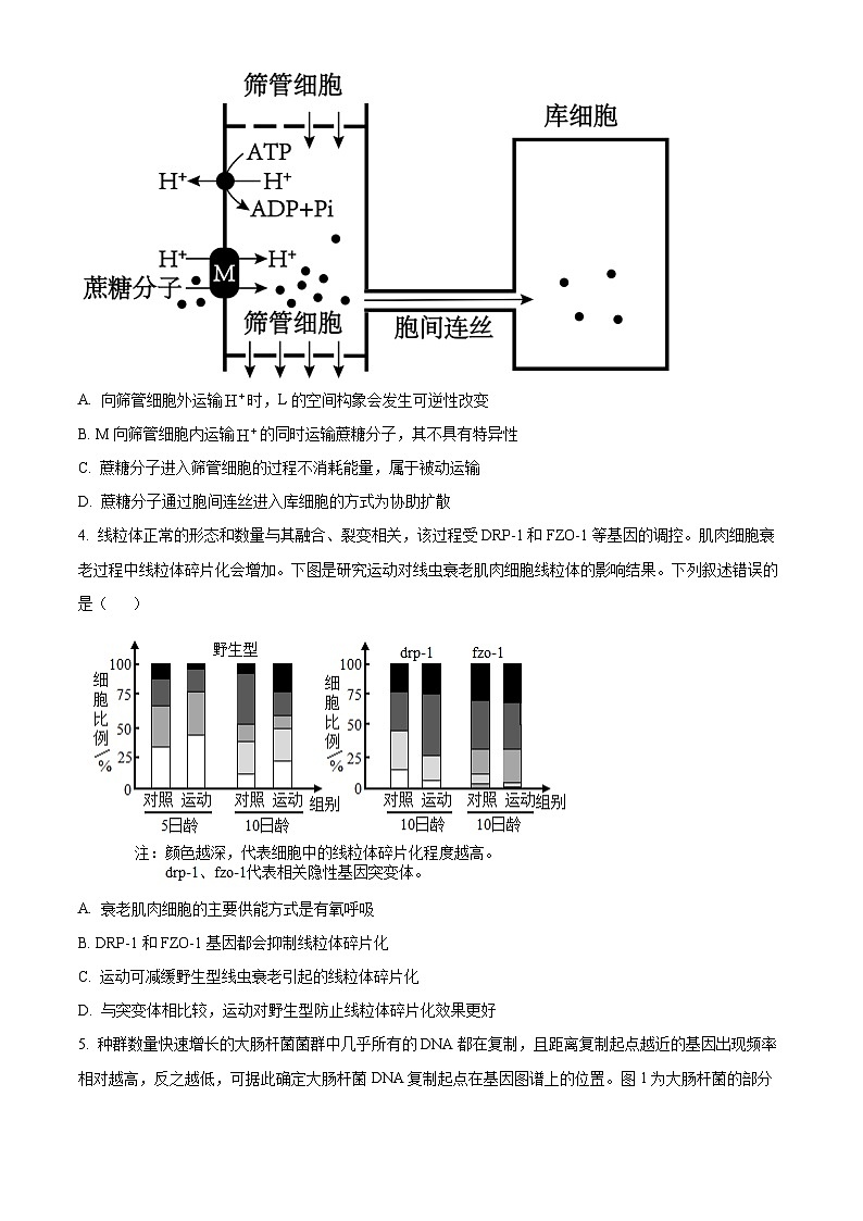 2025年山东省聊城市高三下学期一模生物试题（原卷版）第2页