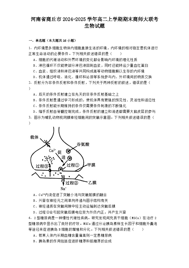 河南省商丘市2024-2025学年高二上学期期末商师大联考生物试题第1页