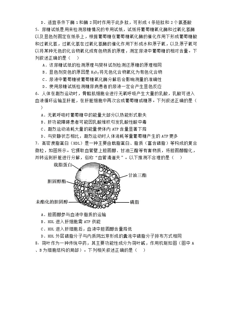 湖北省襄阳市第四中学2024—2025学年高一下学期2月考试生物试题第2页