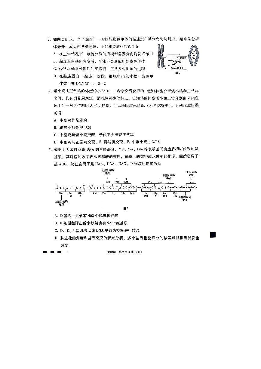 2024届重庆市巴蜀中学高三下(2月)-生物试题（含答案）第2页