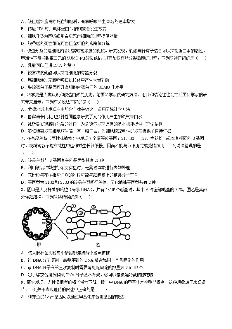 辽宁省沈阳市郊联体2024-2025学年高三上学期11月期中生物试题（含答案）第2页