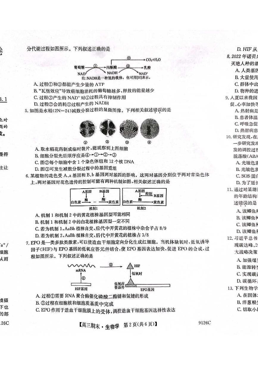 2024届甘肃省高三上学期1月期末考试-生物试题（含答案）第2页