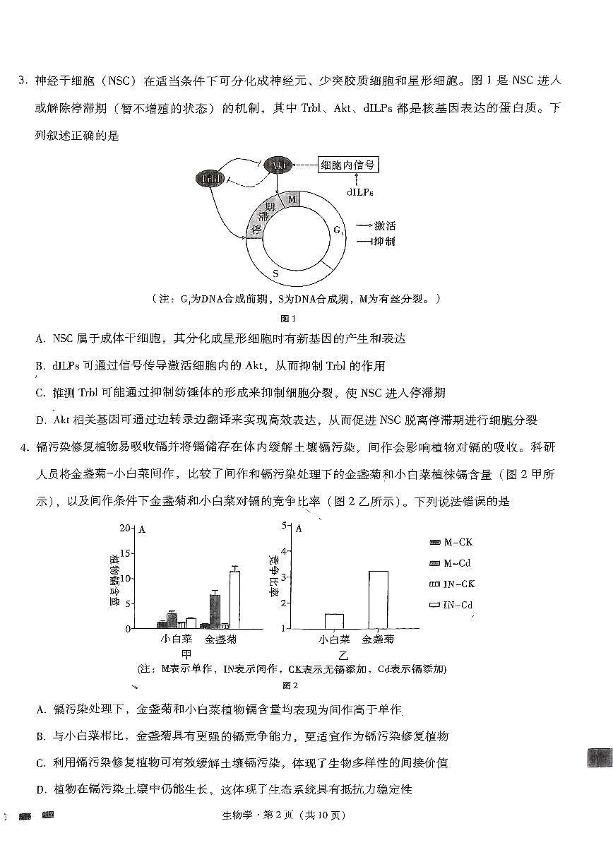 2024届重庆市巴蜀中学高三5月适应月考（十）-生物试卷（含答案）第2页