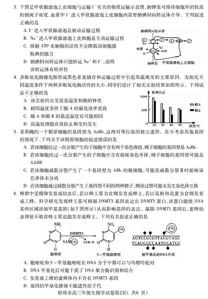 2024安徽省蚌埠高三第四次质检试卷-生物（含答案）第2页