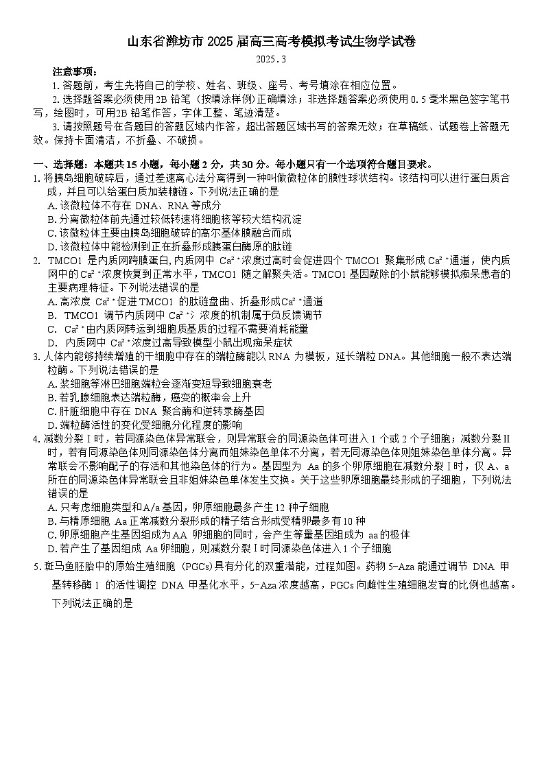 山东省潍坊市2025届高三高考模拟考试生物学试卷（有答案）第1页