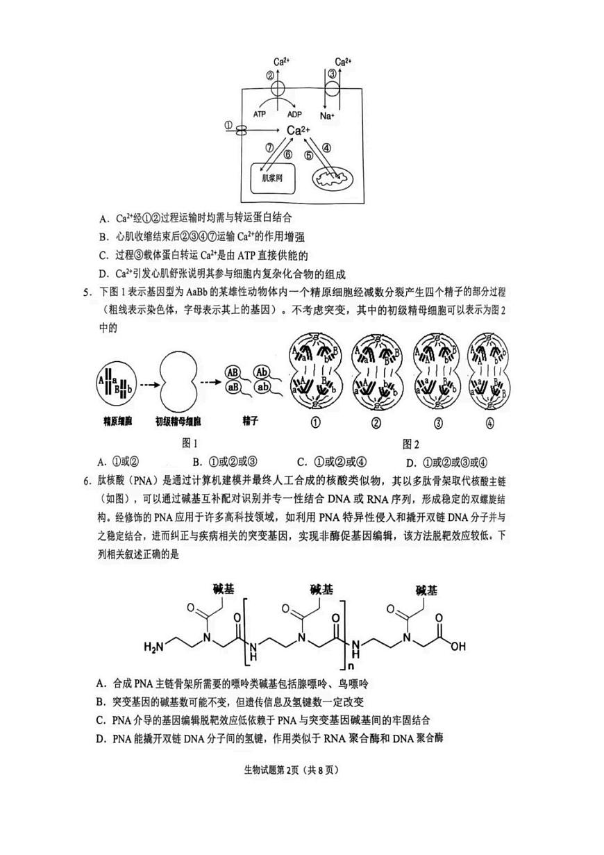 2025届安徽省安庆市高三二模生物试题第2页