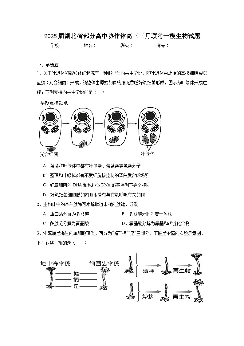 2025届湖北省部分高中协作体高三三月联考一模生物试题（附答案解析）第1页