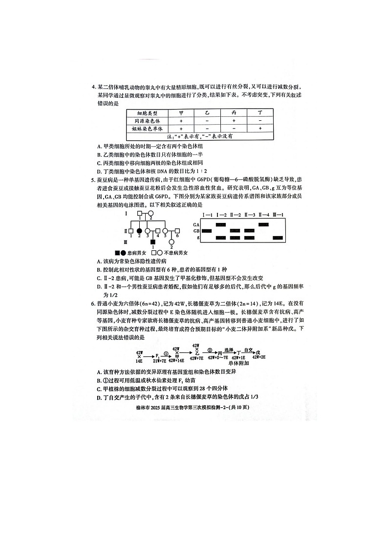 2024-2025学年下学期陕西省榆林市高三3月第三次模拟检测生物试卷含答案第2页