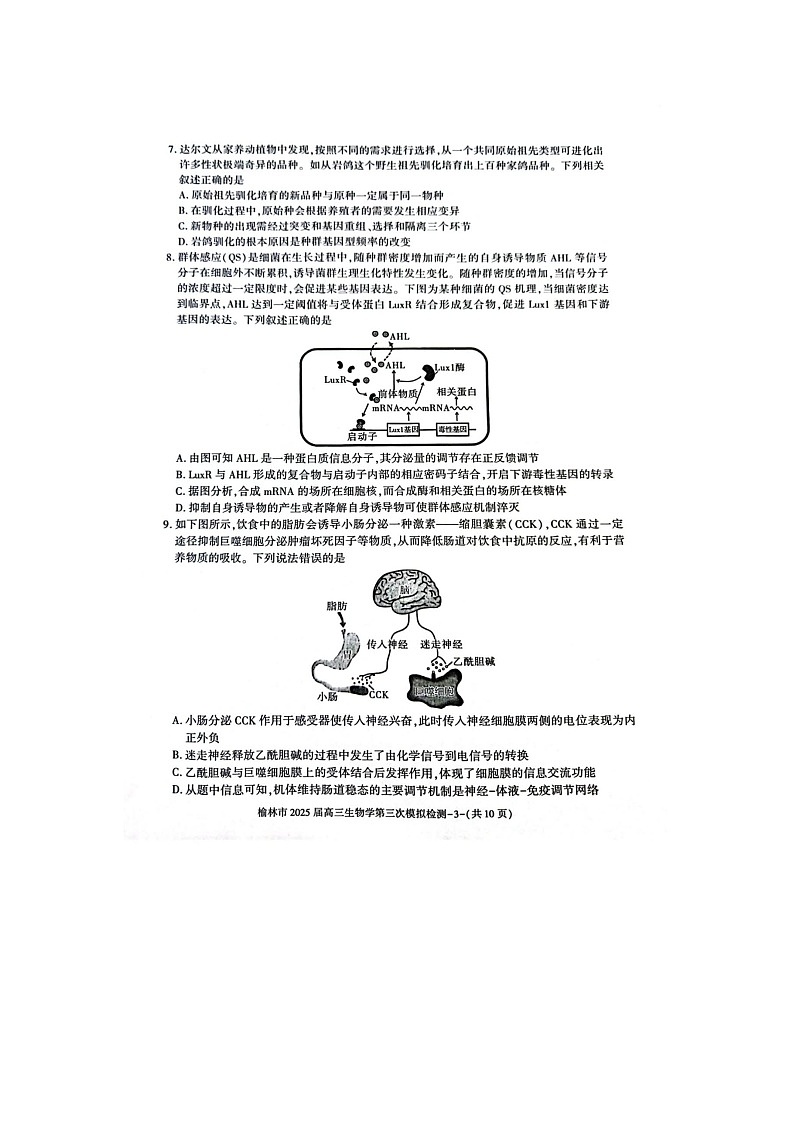 2024-2025学年下学期陕西省榆林市高三3月第三次模拟检测生物试卷含答案第3页