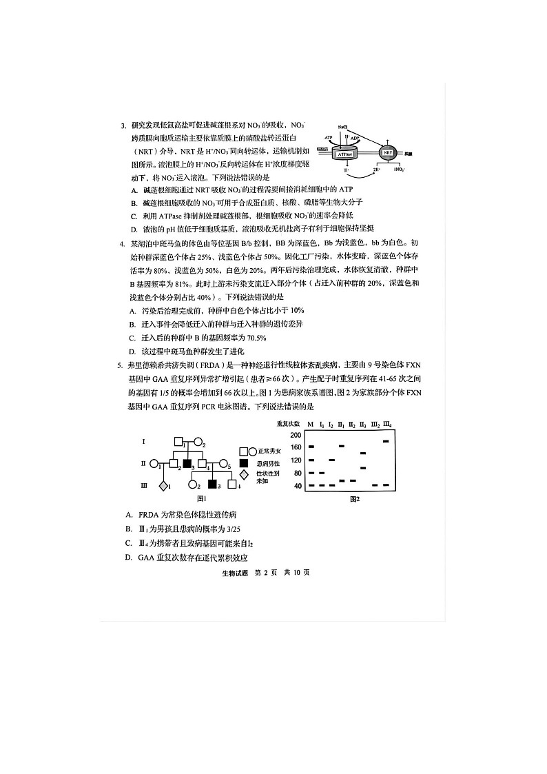 2024-2025学年下学期3月山东省青岛市高三年级第一次适应性检测生物试卷含答案第2页