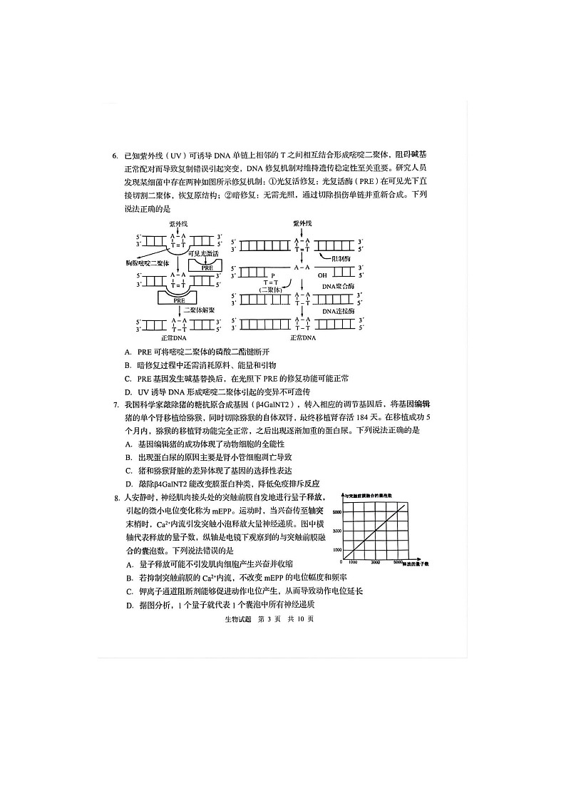 2024-2025学年下学期3月山东省青岛市高三年级第一次适应性检测生物试卷含答案第3页