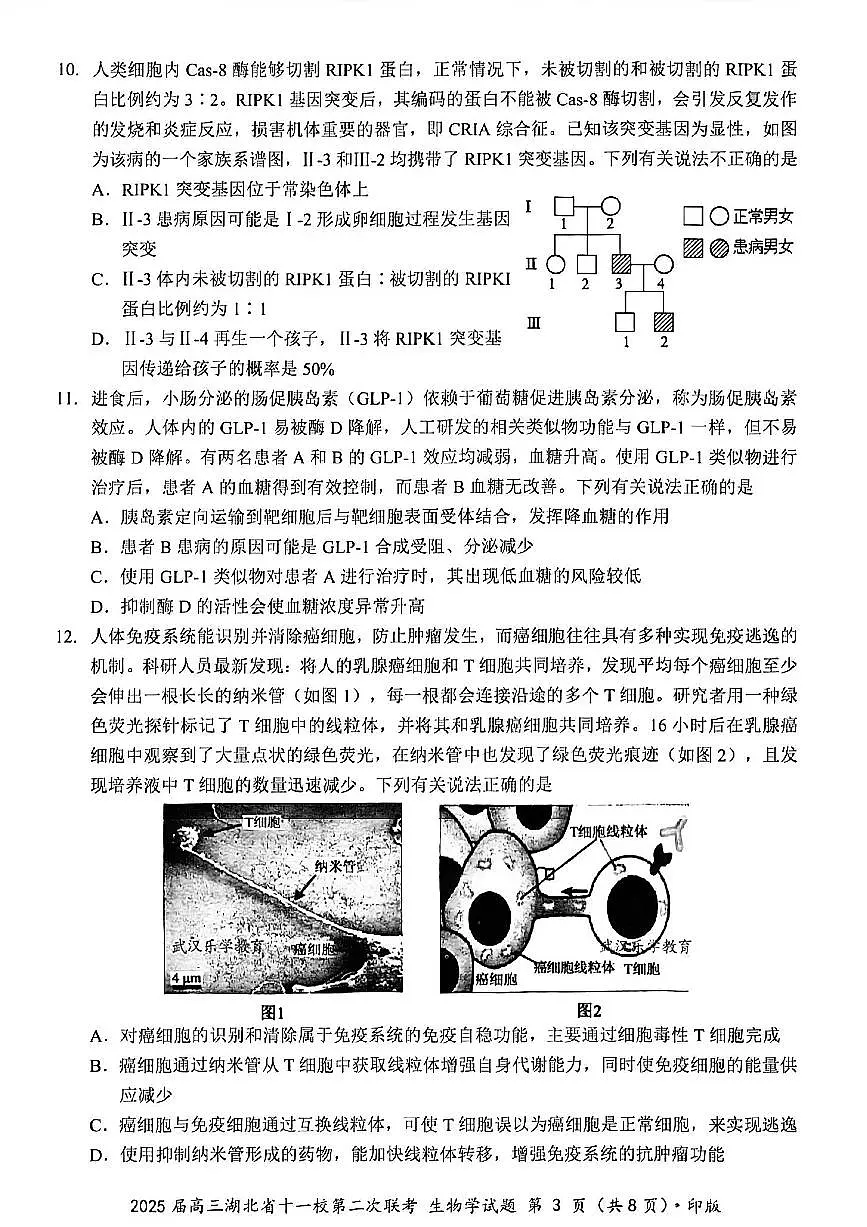 湖北省十一校2025届高三下学期3月考试第二次联考-生物试题+答案第3页