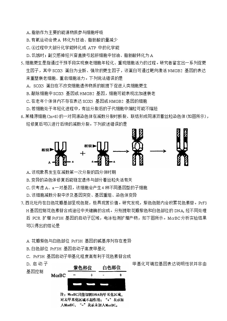 河南省驻马店、漯河、南阳、信阳、三门峡五市2025年高三下学期3月一模试题 生物 含答案第2页