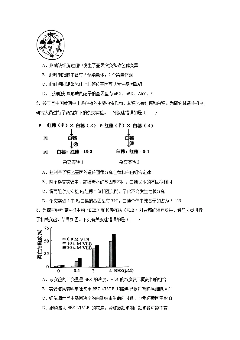 2025届黑龙江省齐齐哈尔市高三下学期二模考试生物试题（无答案解析）第2页