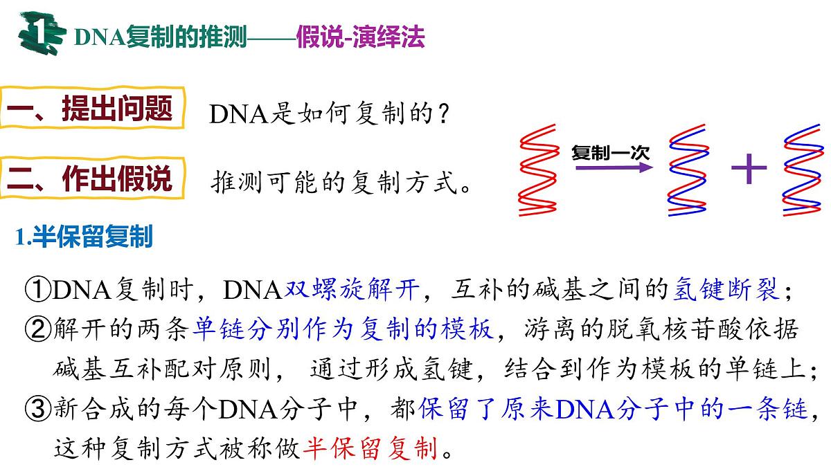 3.3 DNA的复制（精讲课件）-2024-2025学年高一生物（人教版2019必修2）第7页
