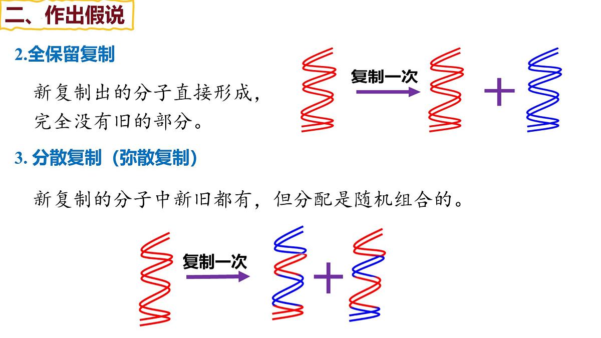 3.3 DNA的复制（精讲课件）-2024-2025学年高一生物（人教版2019必修2）第8页