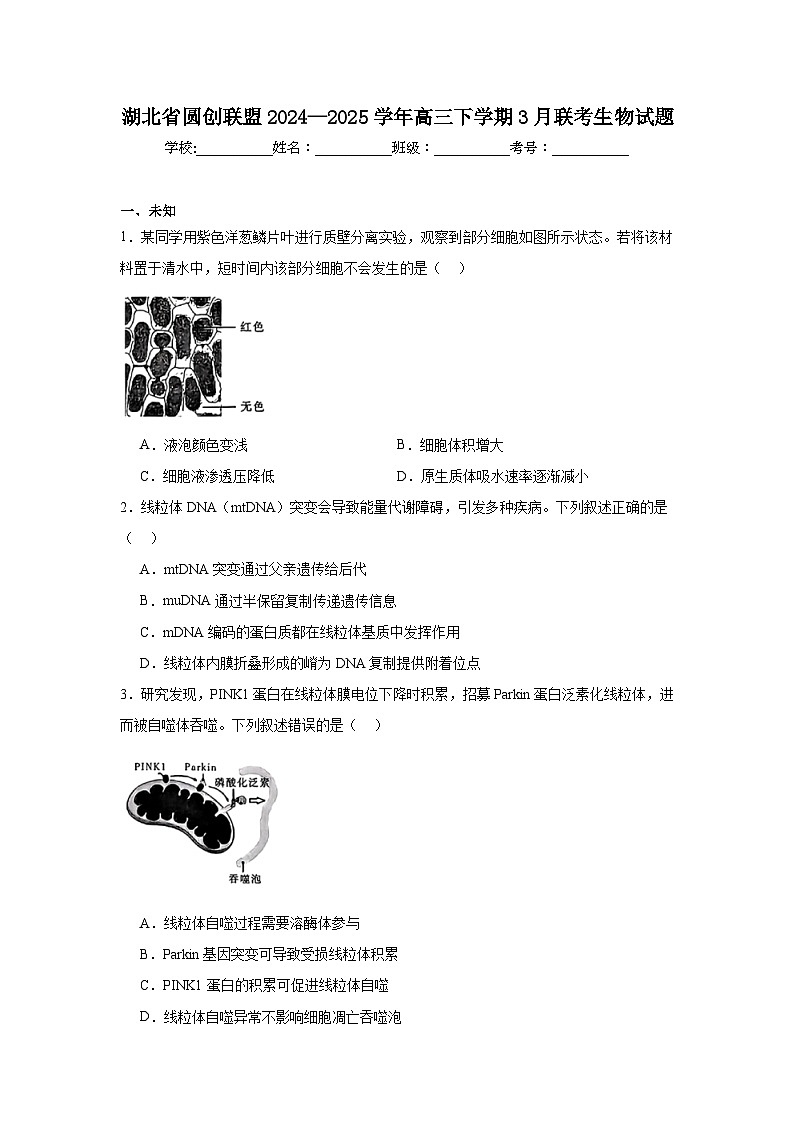 湖北省圆创联盟2024—2025学年高三下学期3月联考生物试题（无答案解析）第1页
