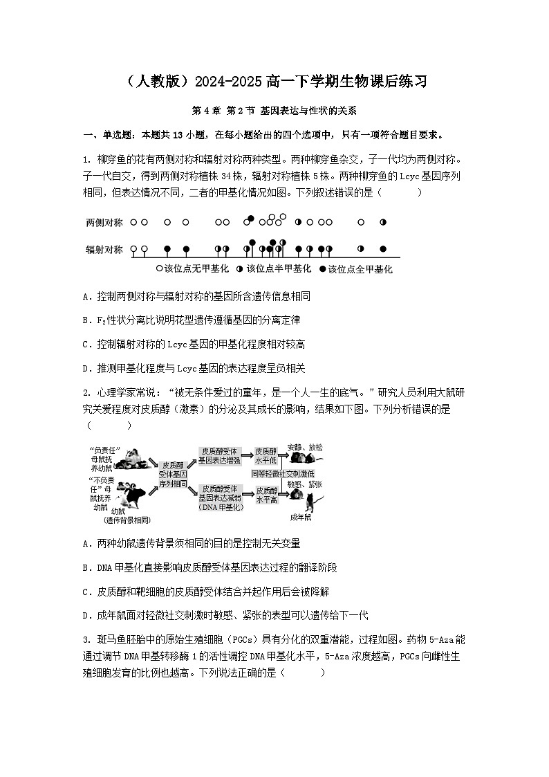 （人教版）2024-2025高一下学期生物课后练习(第4章 第2节 基因表达与性状的关系)+答案第1页