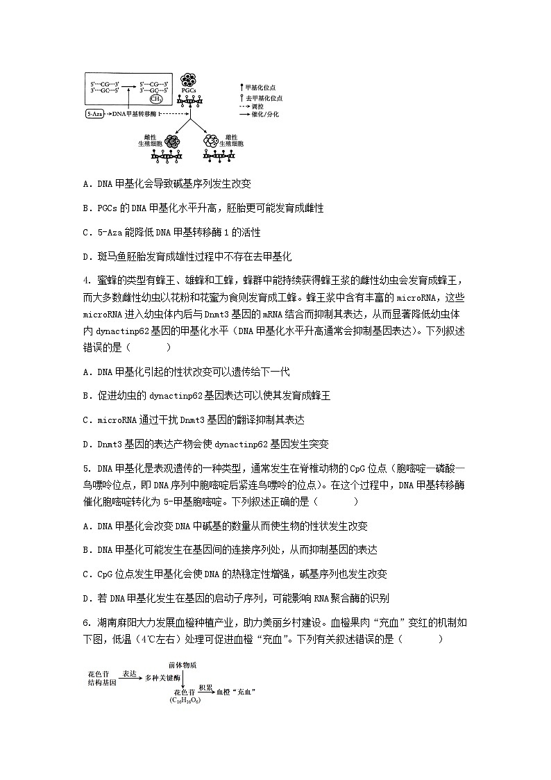 （人教版）2024-2025高一下学期生物课后练习(第4章 第2节 基因表达与性状的关系)+答案第2页