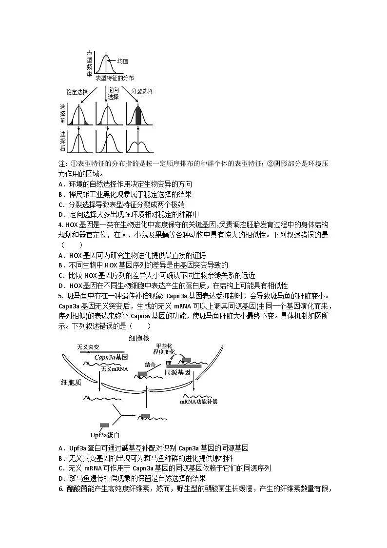 （人教版）2024-2025高一下学期生物课后练习(第6章 第2节 自然选择与适应的形成)+答案第2页