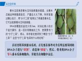 2024-2025學(xué)年高中生物同步備課課件（人教版2019）選擇性必修三3-1DNA重組技術(shù)的基本工具