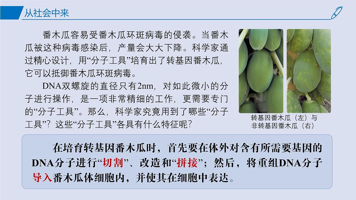 2024-2025学年高中生物同步备课课件（人教版2019）选择性必修三3-1DNA重组技术的基本工具第2页