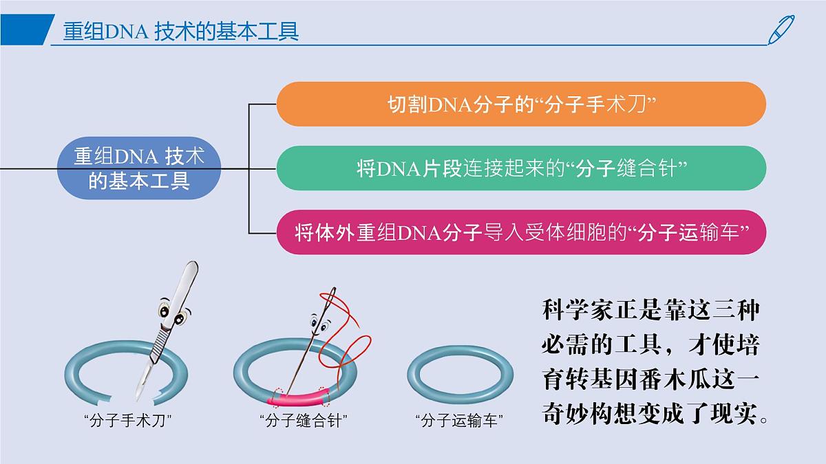 2024-2025学年高中生物同步备课课件（人教版2019）选择性必修三3-1DNA重组技术的基本工具第3页