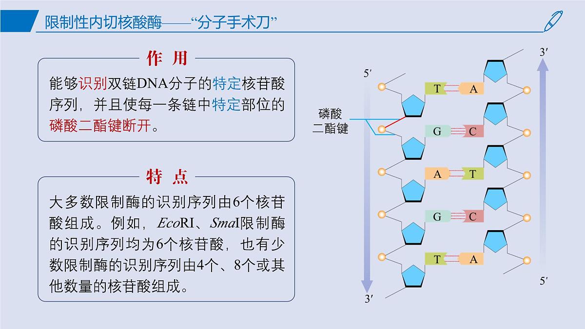 2024-2025学年高中生物同步备课课件（人教版2019）选择性必修三3-1DNA重组技术的基本工具第5页