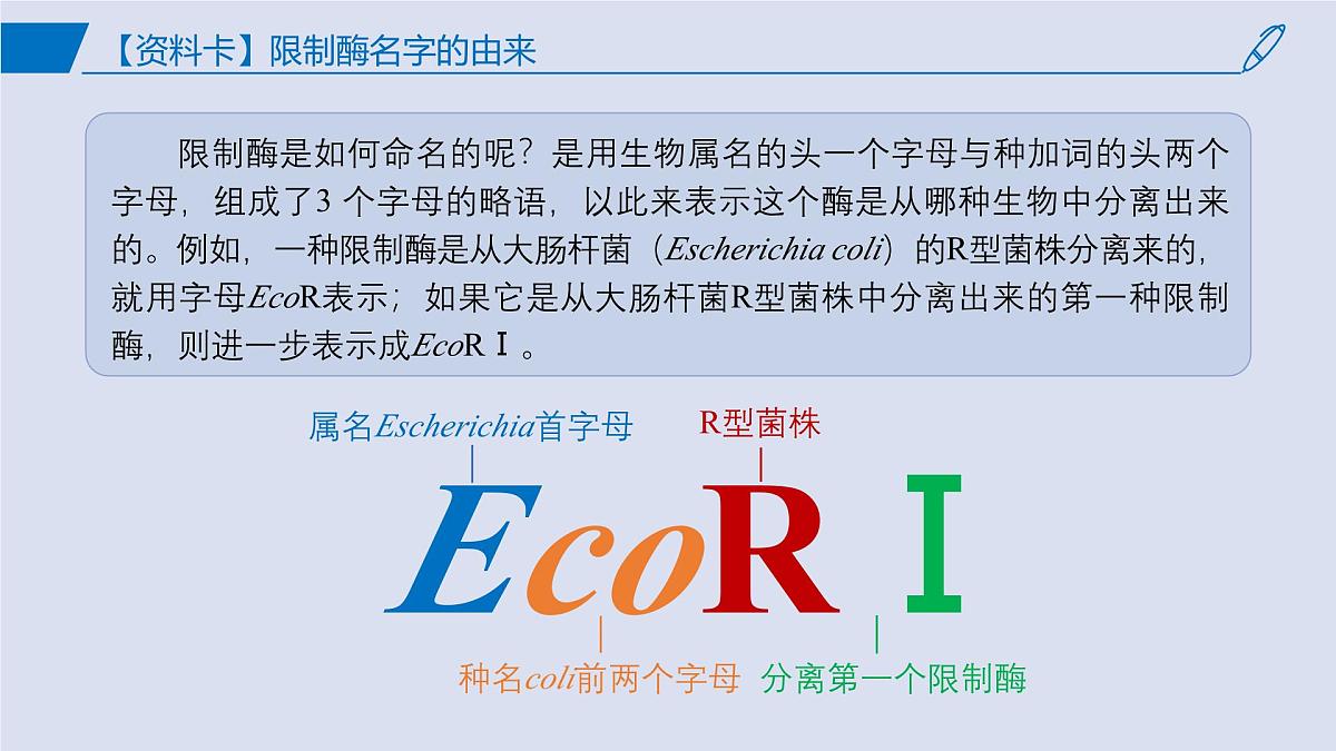 2024-2025学年高中生物同步备课课件（人教版2019）选择性必修三3-1DNA重组技术的基本工具第6页