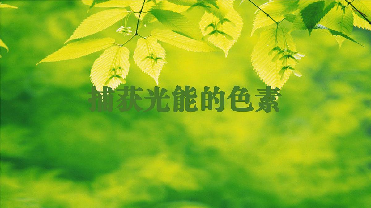 2024-2025学年高中生物同步备课课件（人教版2019）必修一5-4光合作用与能量转化（源文件）第3页