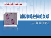 2024-2025學年高中生物同步備課課件（人教版2019）必修二2-1減數(shù)分裂和受精作用