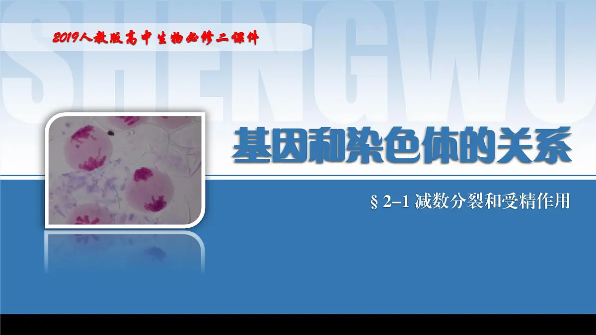 2024-2025学年高中生物同步备课课件（人教版2019）必修二2-1减数分裂和受精作用第1页