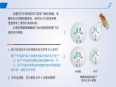 2024-2025學年高中生物同步備課課件（人教版2019）必修二2-1減數(shù)分裂和受精作用