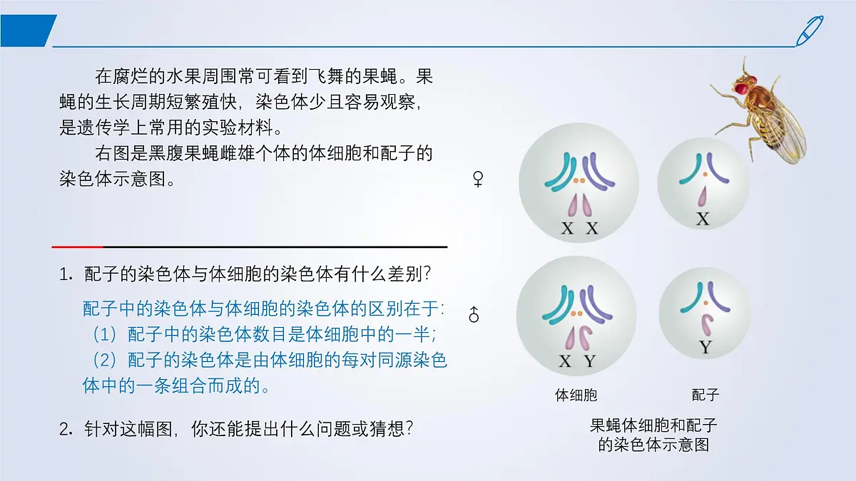 2024-2025学年高中生物同步备课课件（人教版2019）必修二2-1减数分裂和受精作用第2页