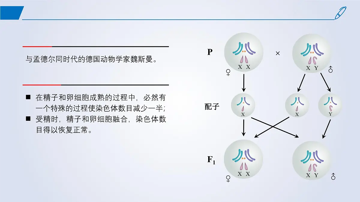 2024-2025学年高中生物同步备课课件（人教版2019）必修二2-1减数分裂和受精作用第4页