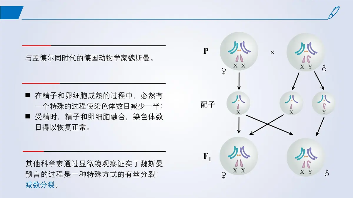 2024-2025学年高中生物同步备课课件（人教版2019）必修二2-1减数分裂和受精作用第5页