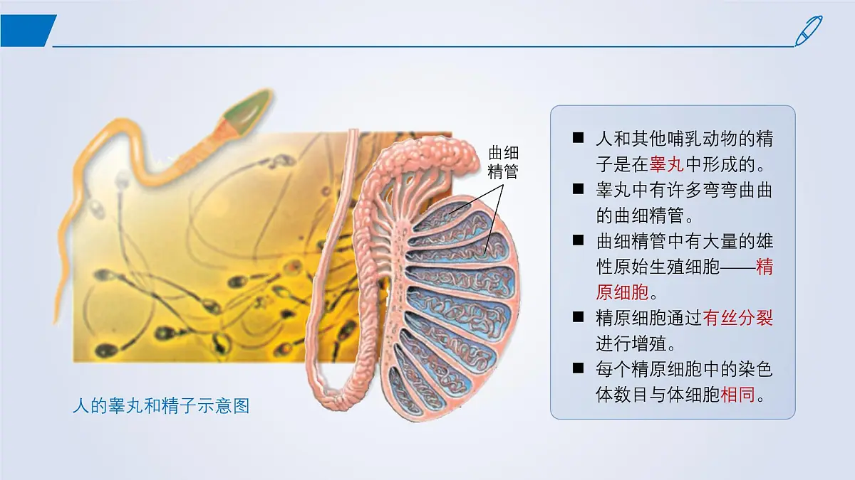 2024-2025学年高中生物同步备课课件（人教版2019）必修二2-1减数分裂和受精作用第6页