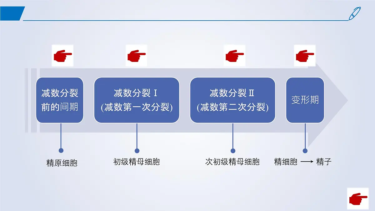 2024-2025学年高中生物同步备课课件（人教版2019）必修二2-1减数分裂和受精作用第7页