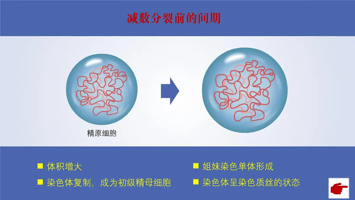 2024-2025学年高中生物同步备课课件（人教版2019）必修二2-1减数分裂和受精作用第8页