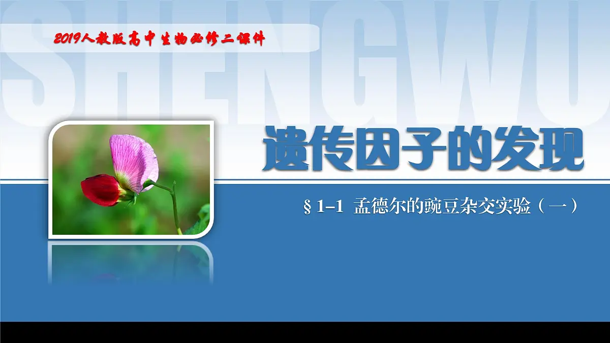 2024-2025学年高中生物同步备课课件（人教版2019）必修二1-1孟德尔的豌豆杂交实验（一）第1页