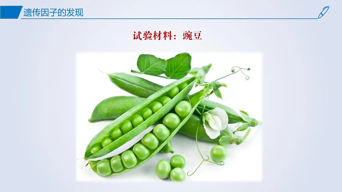 2024-2025学年高中生物同步备课课件（人教版2019）必修二1-1孟德尔的豌豆杂交实验（一）第4页