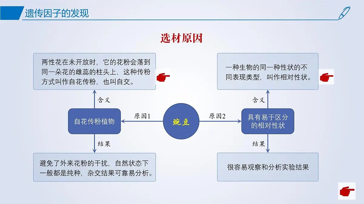 2024-2025学年高中生物同步备课课件（人教版2019）必修二1-1孟德尔的豌豆杂交实验（一）第5页