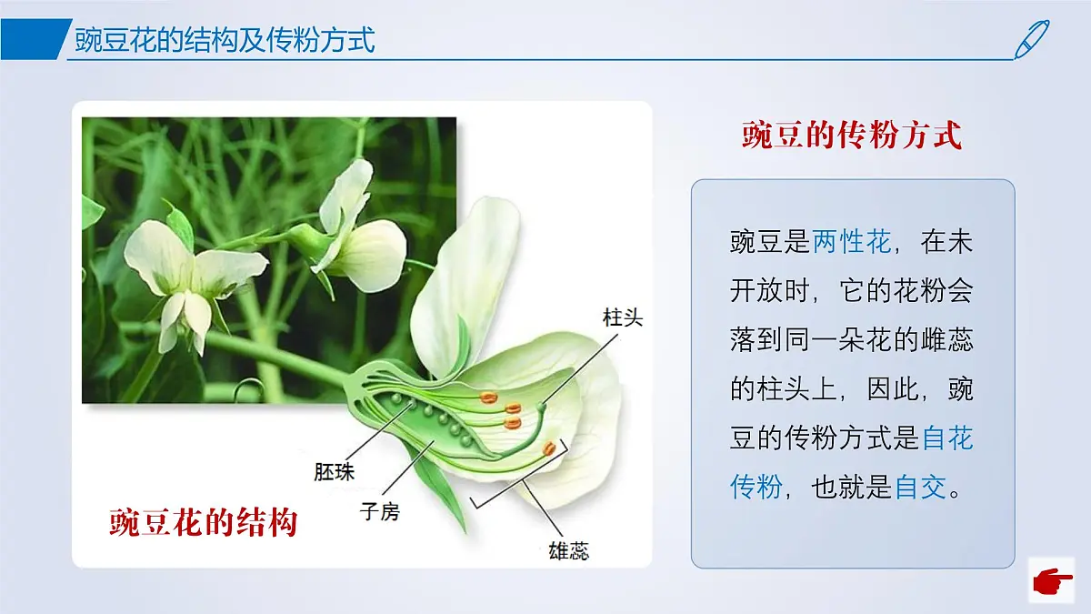 2024-2025学年高中生物同步备课课件（人教版2019）必修二1-1孟德尔的豌豆杂交实验（一）第7页