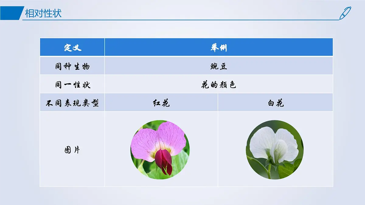 2024-2025学年高中生物同步备课课件（人教版2019）必修二1-1孟德尔的豌豆杂交实验（一）第8页