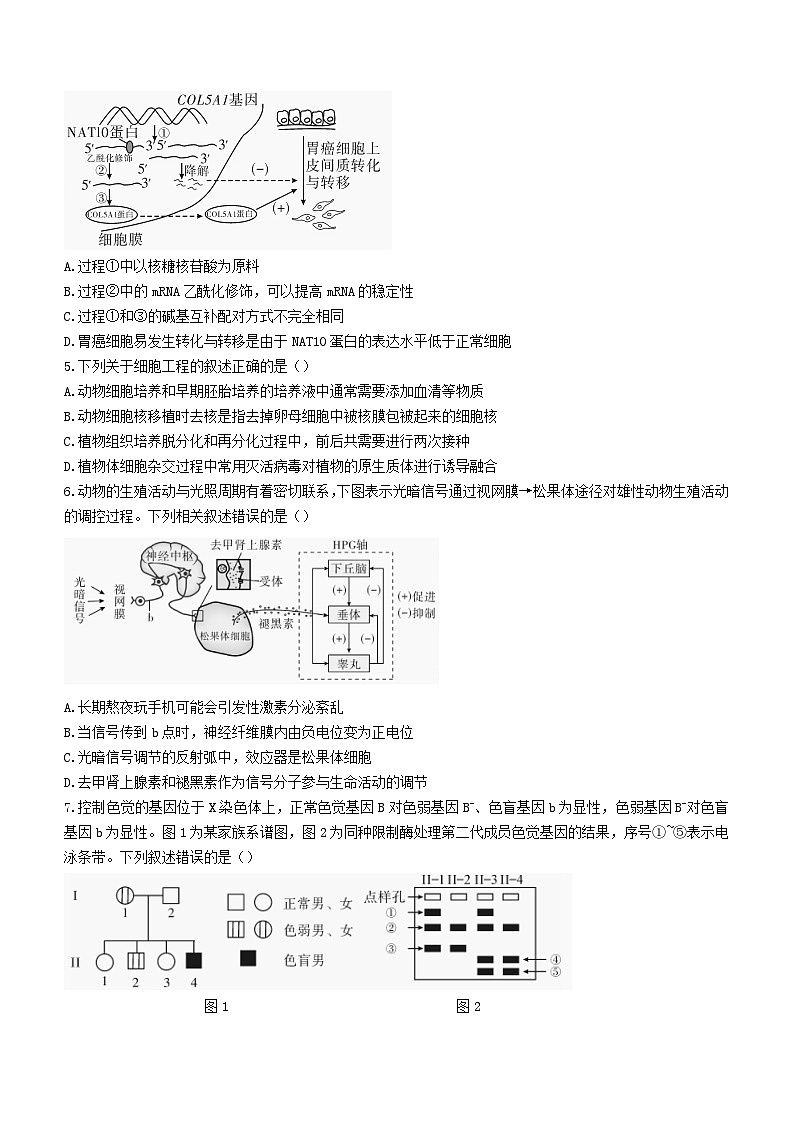 湖南省邵阳市2024届高三生物下学期二模试题第2页