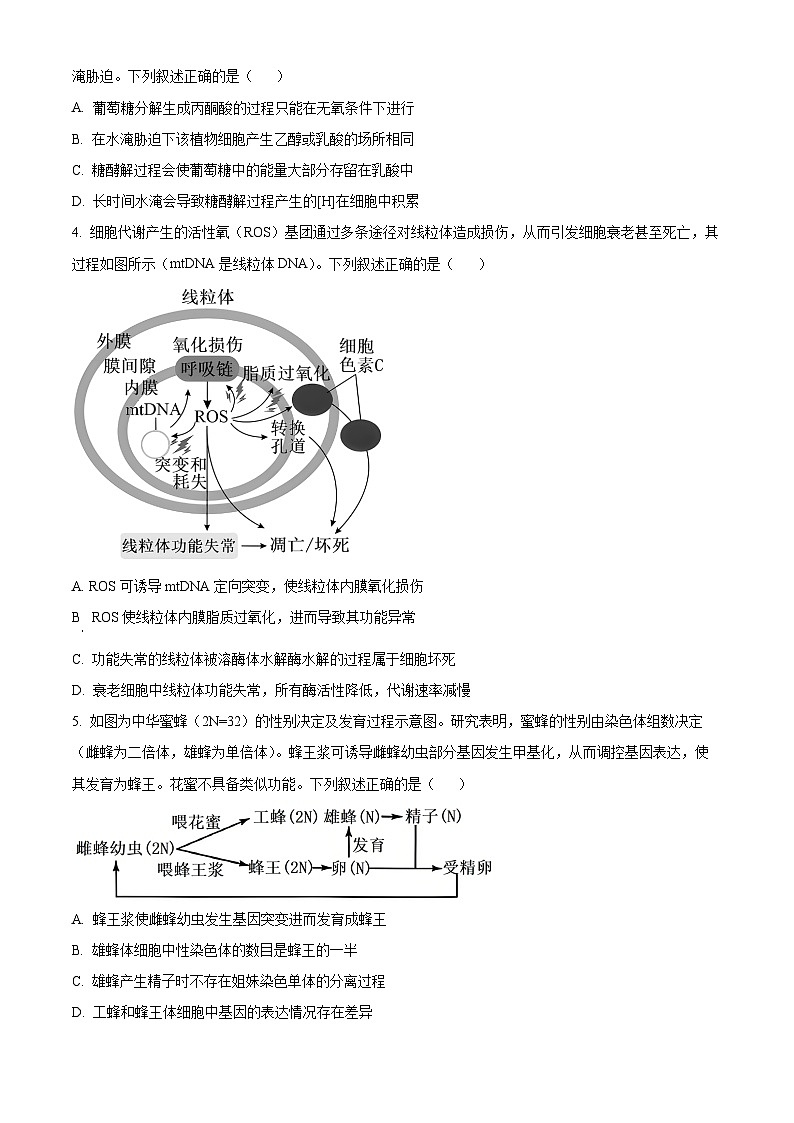 山西省太原市山西大学附属中学校2024-2025学年高三下学期3月月考生物第2页