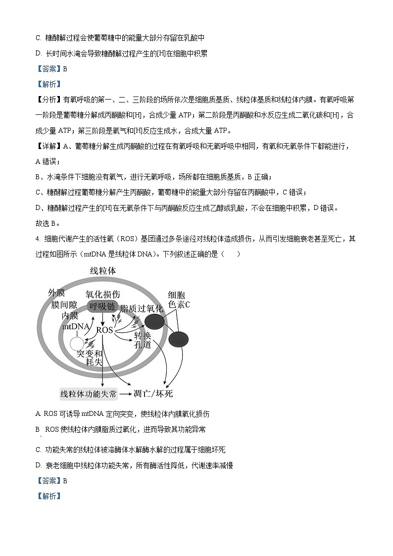 山西省太原市山西大学附属中学校2024-2025学年高三下学期3月月考生物答案第3页